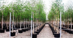 Beyaz gövdeli ağaçlara ne denir?